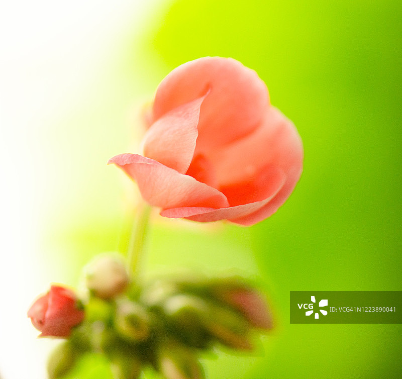 天竺葵在朦胧的背景下绽放着春天的花蕾。图片素材
