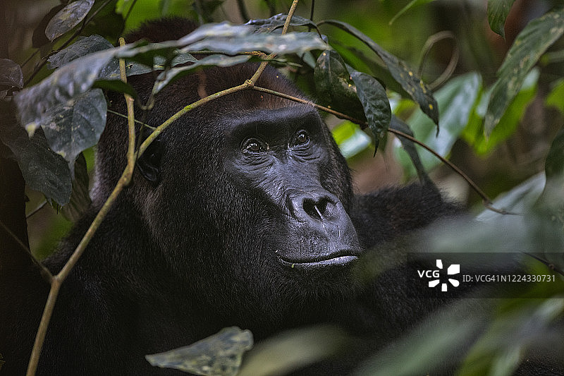 西部低地大猩猩(低地大猩猩)。白Hokou。zanga Sangha特别茂密森林保护区，中非共和国图片素材