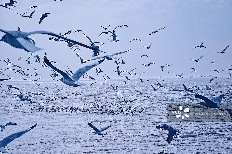 日落时，海鸥在海面上迎着天空飞翔图片素材