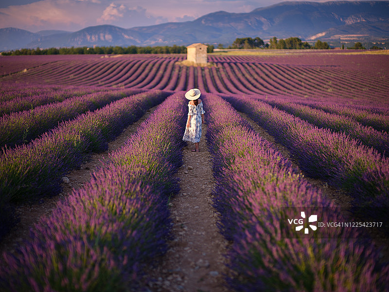 法国普罗旺斯薰衣草田间的一名女子正走向一间小农舍图片素材