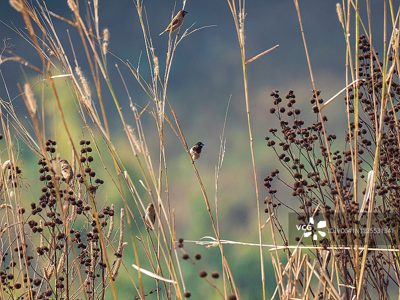 一只棕色的小雀形目鸟栖息在高高的草地上，背景模糊不清图片素材