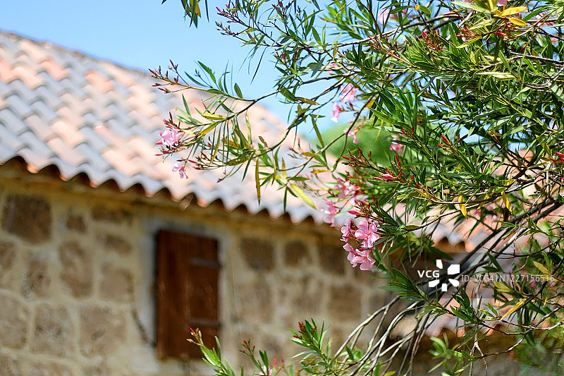 地中海建筑与花卉图片素材
