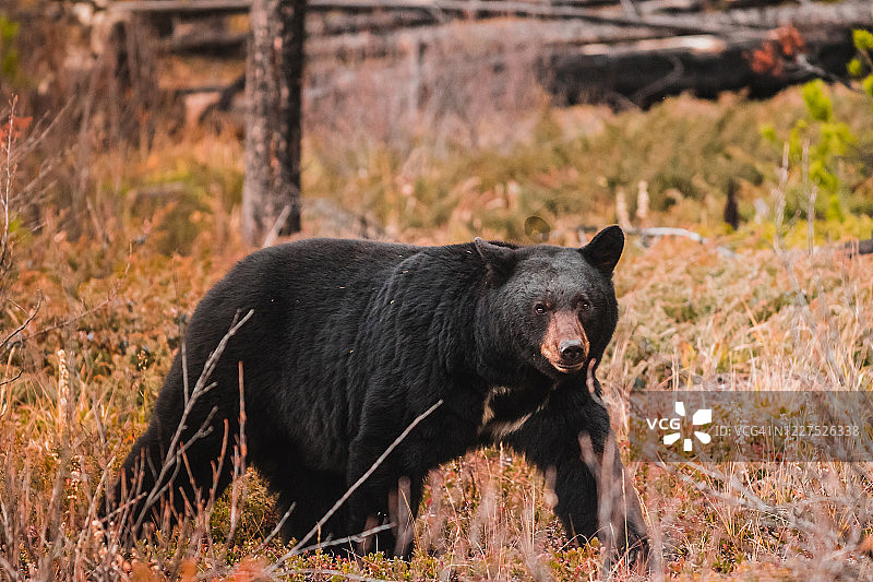 加拿大阿尔伯塔省贾斯帕国家公园的黑熊图片素材