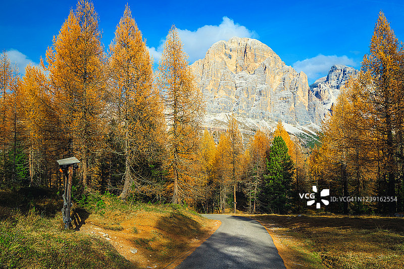 意大利Dolomites地区美丽多彩的红杉秋林图片素材