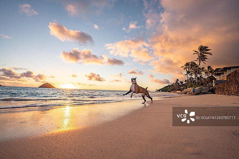 拳击犬在日出时沿着海滩奔跑图片素材