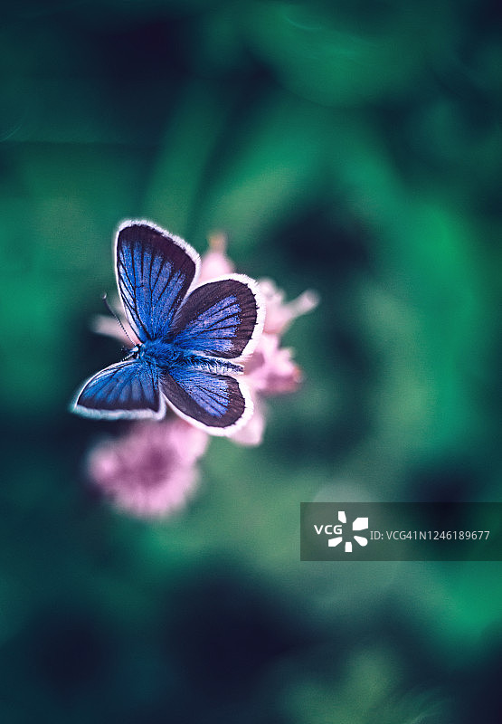 常见的蓝色蝴蝶在绿色的自然粉红色cllow叶背景图片素材