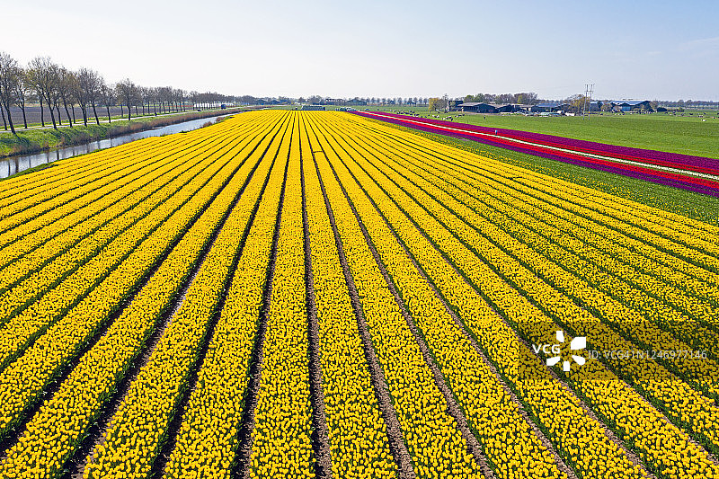 来自荷兰乡间盛开的郁金香田图片素材