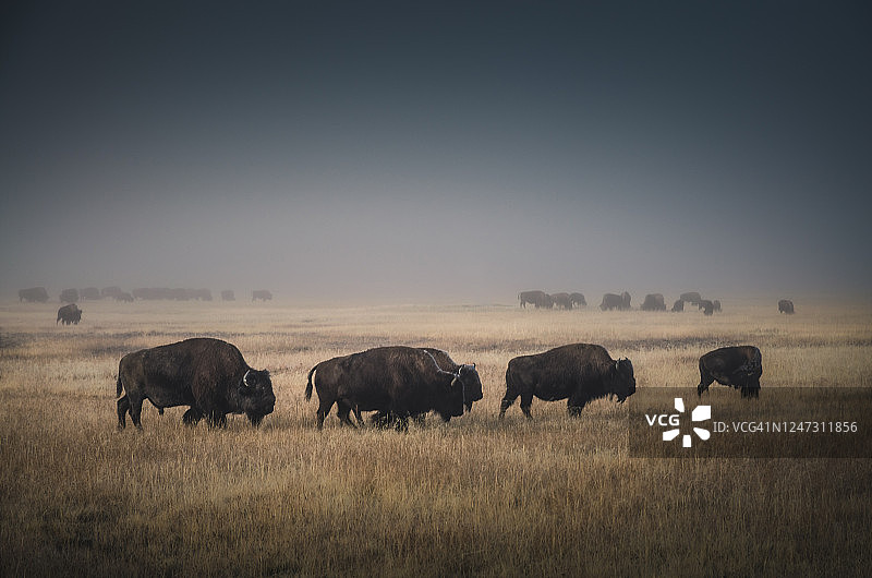 黄石国家公园的野牛群图片素材