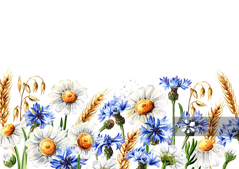 野草甸花，矢车菊，雏菊，甘菊，燕麦和小麦穗。手绘水彩插图，孤立的白色背景图片素材