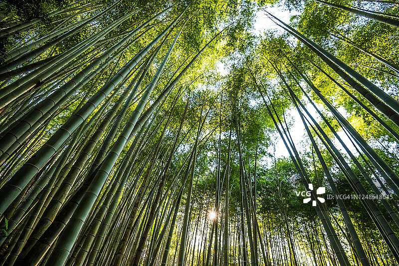 多伊竹树林大泽， 米， 日本图片素材