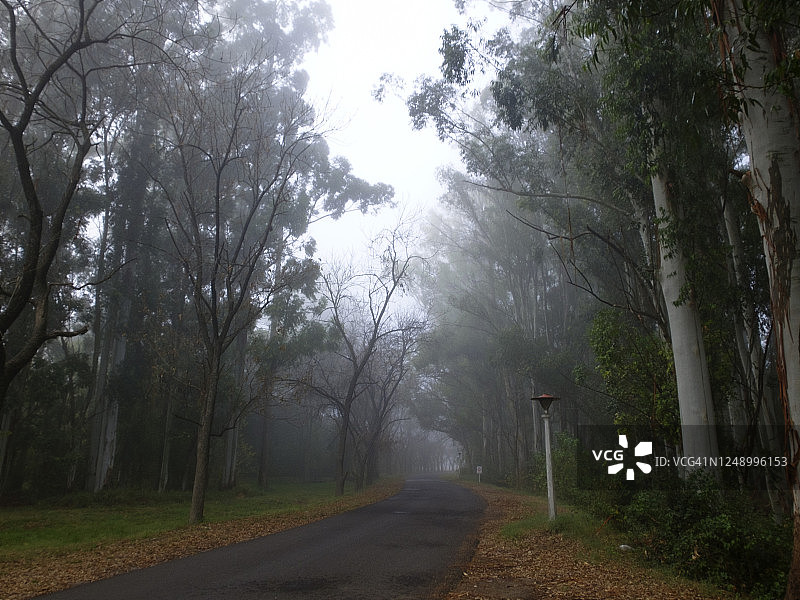 森林里的秋雾图片素材