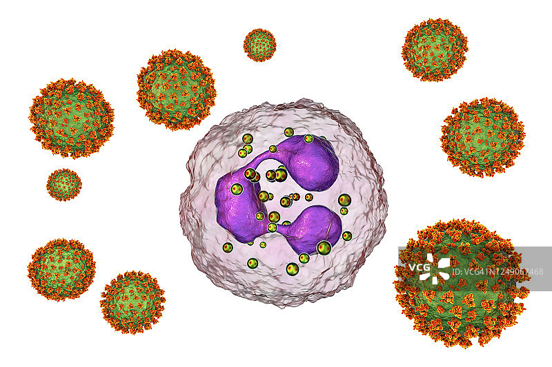 SARS-CoV-2病毒和激活的中性粒细胞，插图图片素材