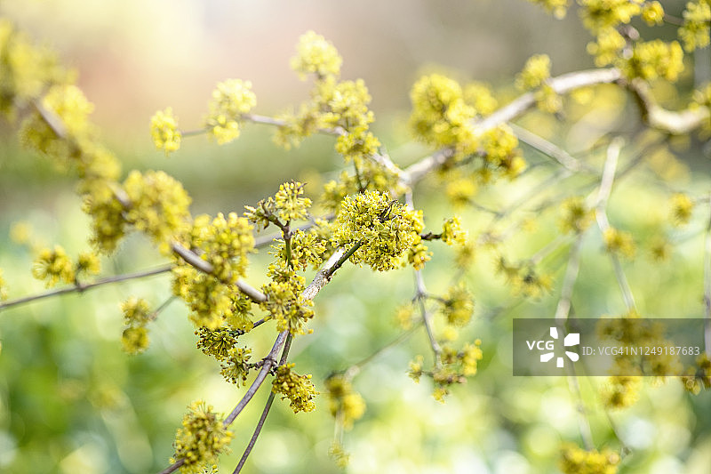 在柔和的阳光下，山茱萸“红石”美丽的春天黄色花的特写图像也被称为“红石”山茱萸樱桃图片素材