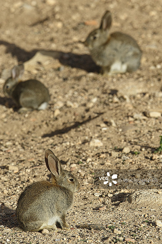 野地上的欧洲兔(野兔)图片素材