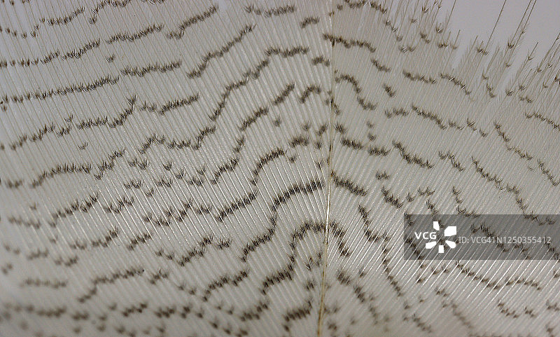 埃及鹅羽毛的极端特写显示标记细节图片素材