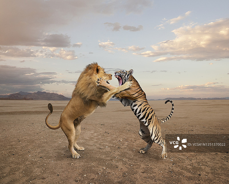 狮子和老虎争夺统治地位图片素材