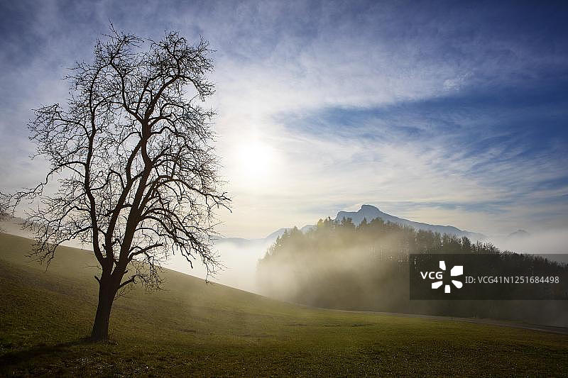 清晨的薄雾和光秃秃的果树，在它后面的Schafberg, Mondsee, Salzkammergut，上奥地利，奥地利图片素材