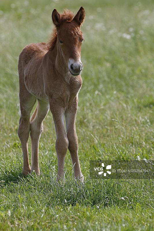 冰岛马，小马驹，幼兽，下萨克森州，德国图片素材