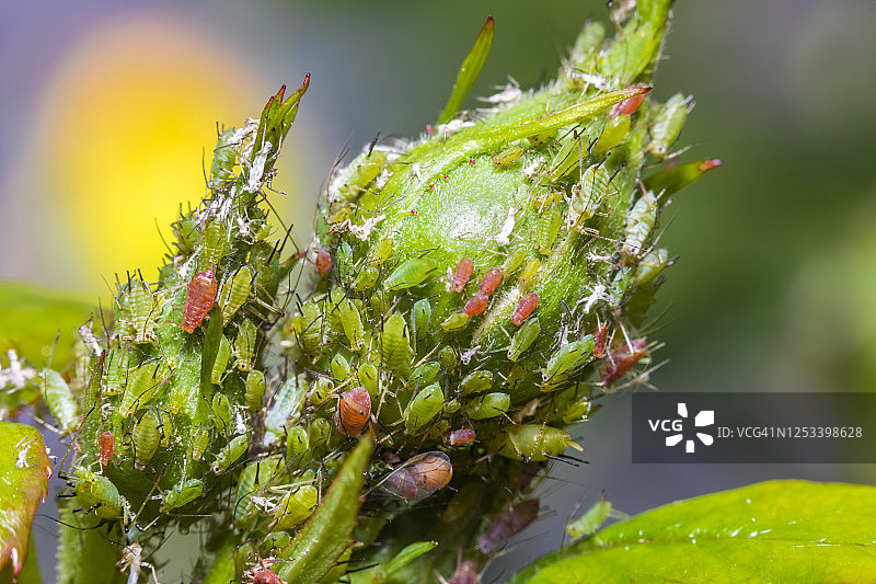 蚜虫在玫瑰花蕾上的特写。花园里的害虫图片素材