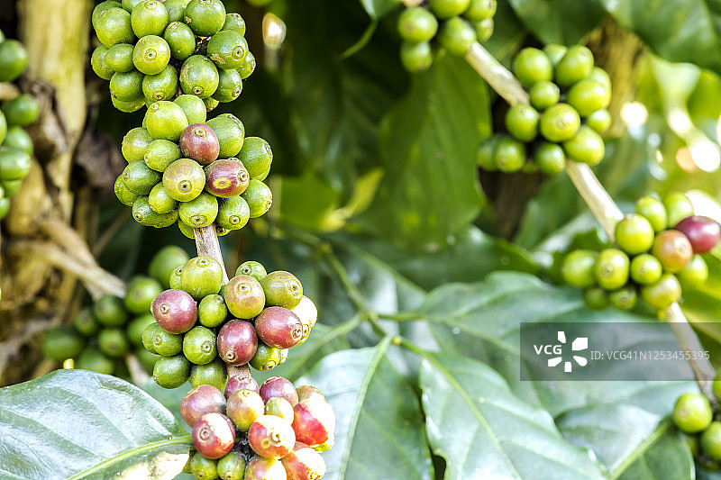 树上成熟的新鲜咖啡豆图片素材