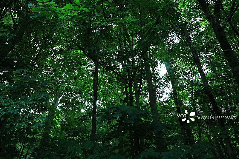 黑暗森林中的树冠图片素材
