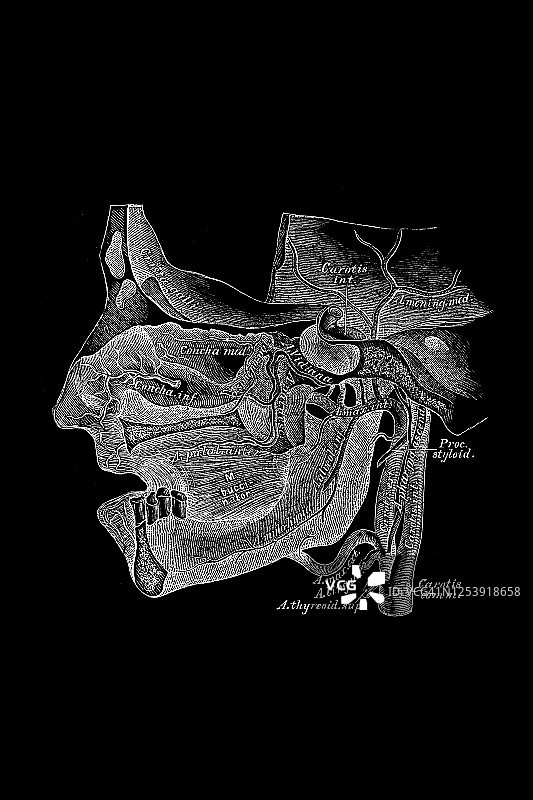 上颌内动脉的走向和分支图片素材