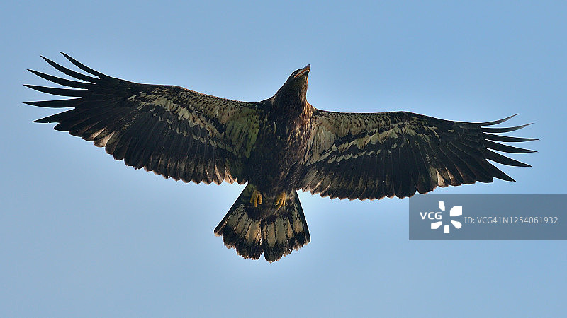展开翅膀的未成熟的秃鹰图片素材