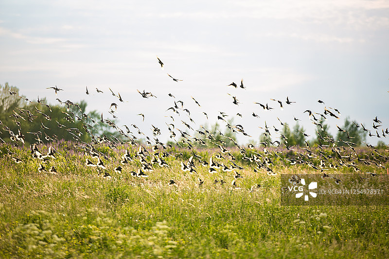 一群小鸣鸟在花丛中飞翔图片素材