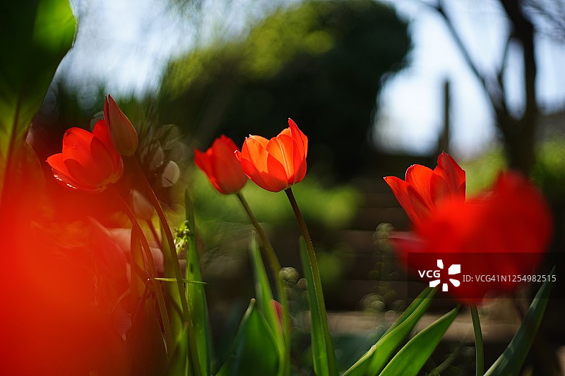 郁金香花园，红色的郁金香被升起/落下的太阳照亮。图片素材