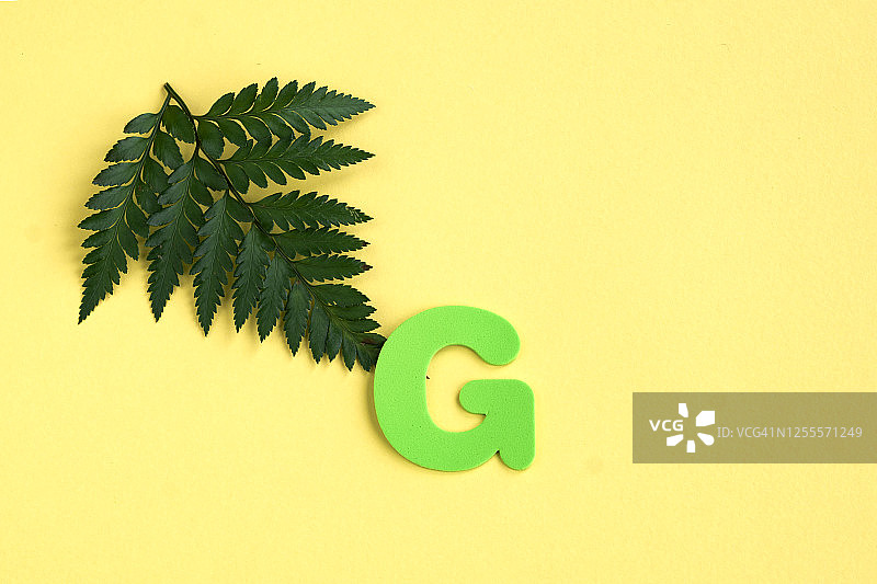 单一字母“G”和蕨叶在黄色的背景和拷贝空间图片素材