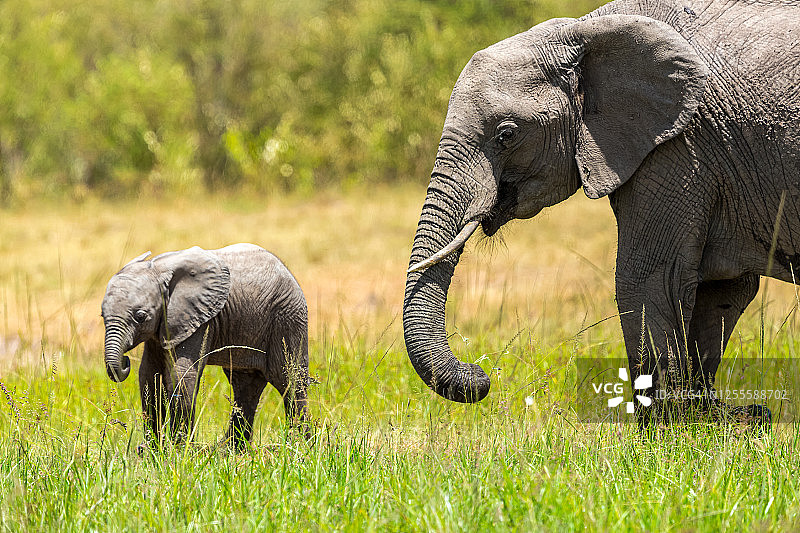 野生非洲象妈妈和小象图片素材