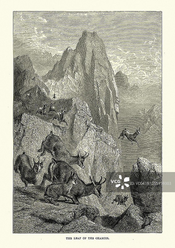 岩羚羊(Rupicapra Rupicapra)跃过峭壁图片素材