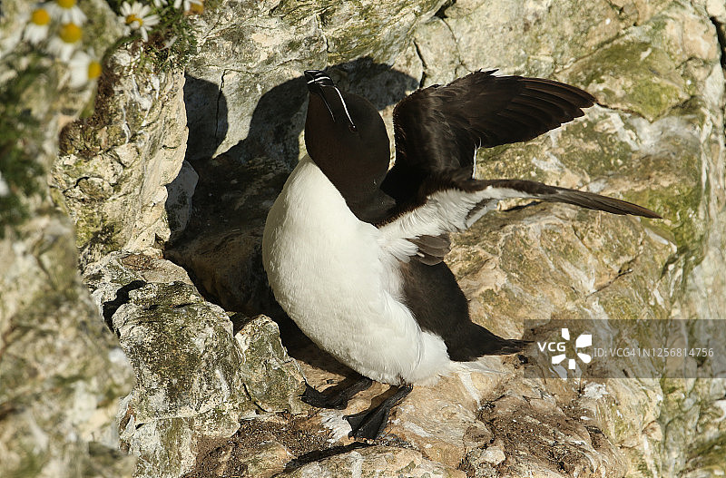 一只令人惊叹的剃须刀鸟(Alca torda)栖息在英国筑巢地的悬崖边缘，拍打着翅膀。图片素材