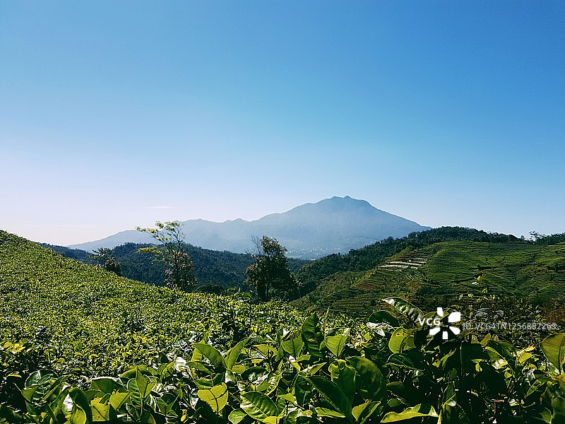昂加朗山的茶园风景图片素材