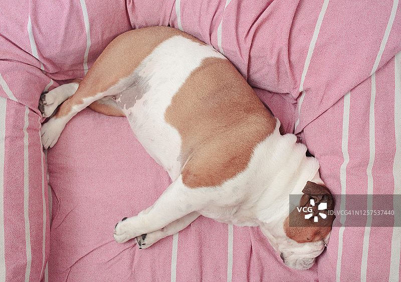英国斗牛犬舒适地躺在她的粉红色的床上图片素材