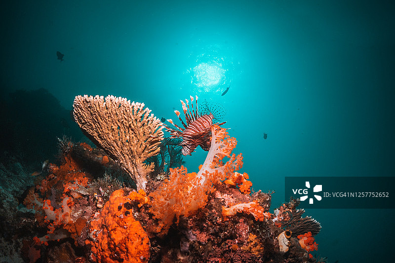 狮子鱼在珊瑚礁中游泳图片素材