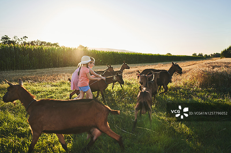 勤奋的女孩追逐着山羊，在草地上照顾它们图片素材