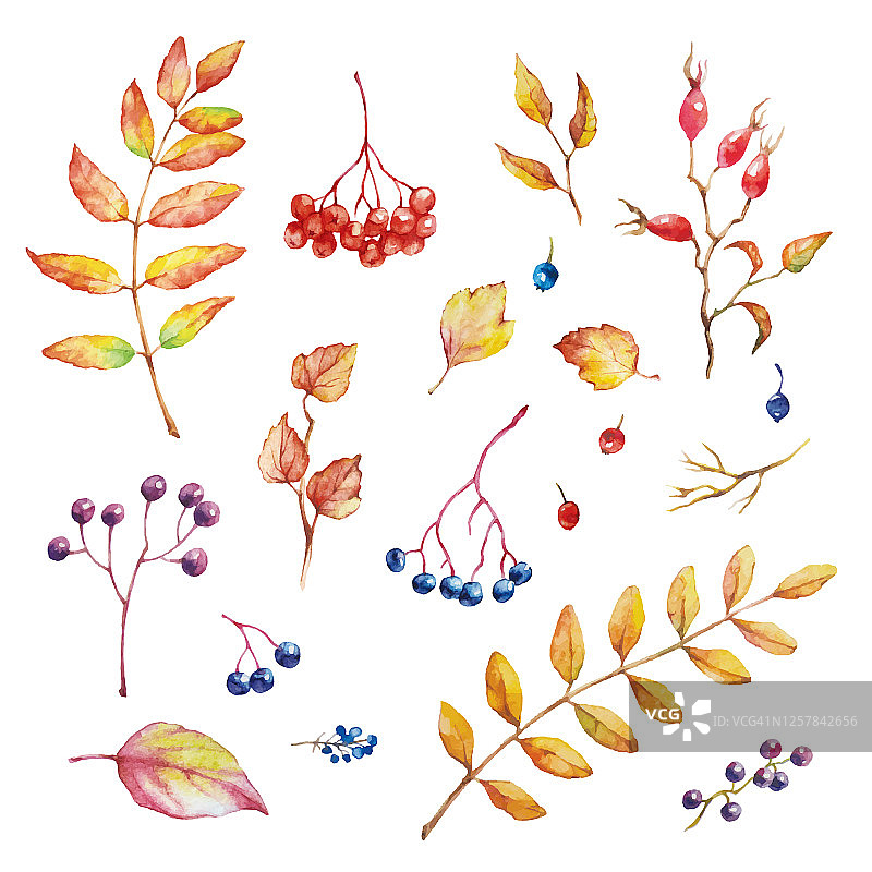 向量集红色秋天水彩元素-浆果和叶子。收集花园中，野生的枝叶。图片素材