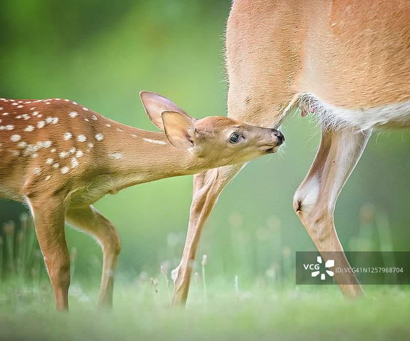 宾夕法尼亚州奥杜邦的小鹿即将进食图片素材