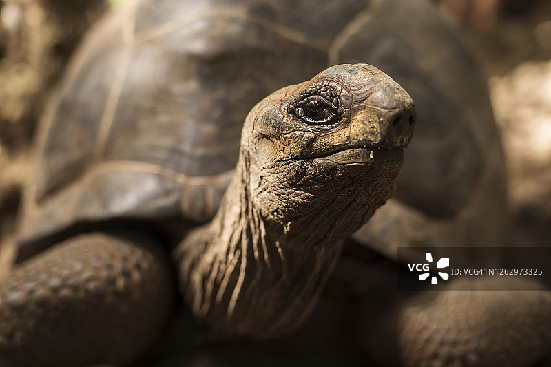 坦桑尼亚桑给巴尔岛外的监狱岛上，一只亚达伯拉象龟从龟壳里探出脸来。图片素材