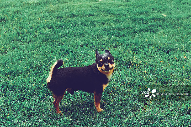 草地上的吉娃娃狗。小的狗。散步的吉娃娃狗。吉娃娃黑色，棕色和白色。可爱的小狗在散步。狗图片素材