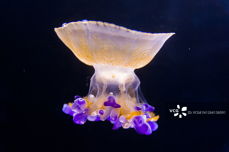 美丽的水母漂浮在水族馆的水里图片素材