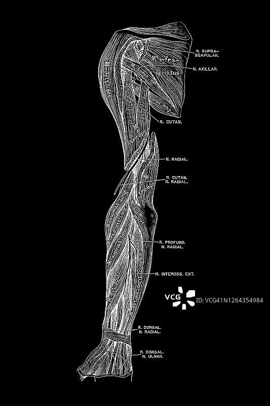 上肢伸肌侧的神经图片素材