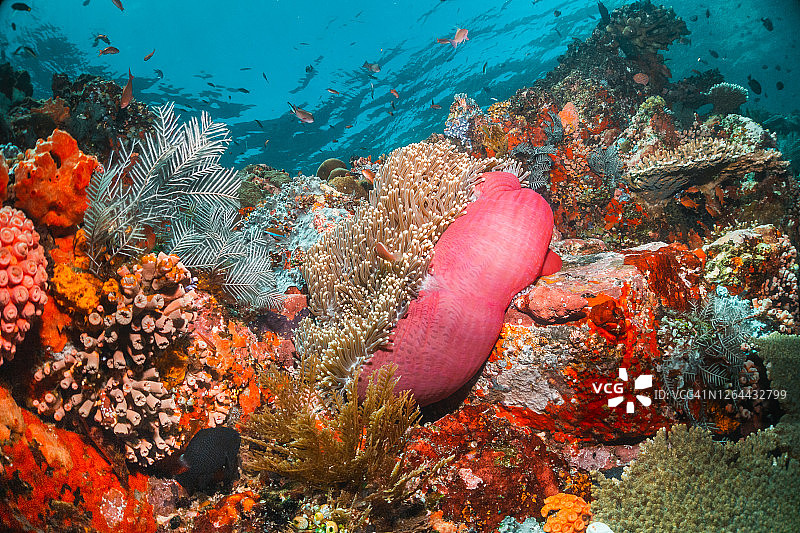 珊瑚礁周围五颜六色的礁鱼，印度尼西亚图片素材