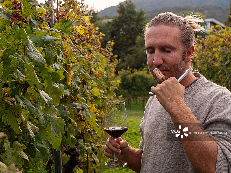 品酒师在秋天的葡萄园中闻到软木塞红葡萄酒的香气图片素材