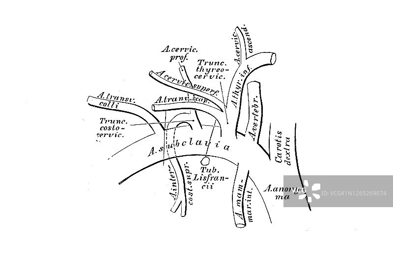 锁骨下动脉的分支图图片素材