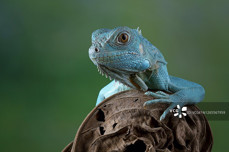 印度尼西亚，一只大开曼蓝鬣蜥在树枝上的肖像图片素材