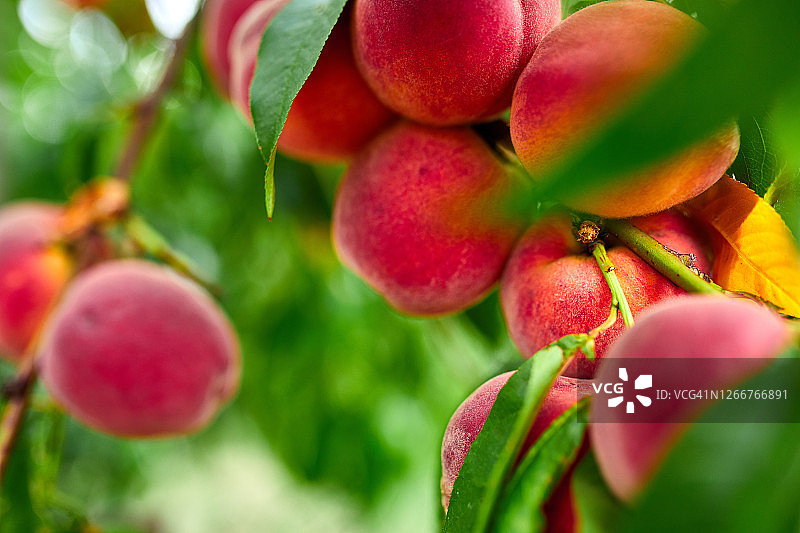 甜美的桃子果实生长在桃树的树枝上图片素材