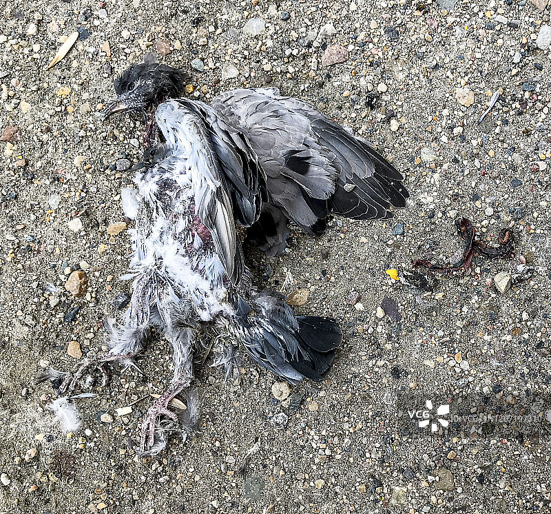 一只死鸽子图片素材
