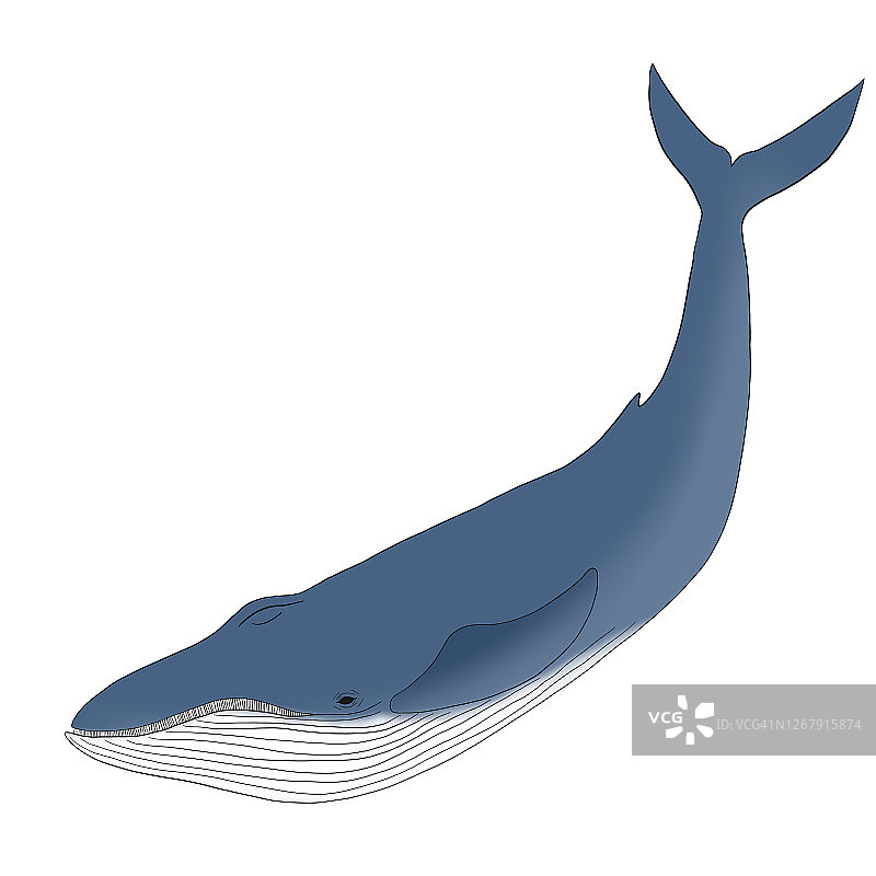 蓝鲸孤立在白色背景上的插图图片素材